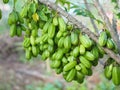 Green fruit Bilimbi Bilimbing Cucumber Tree Sour